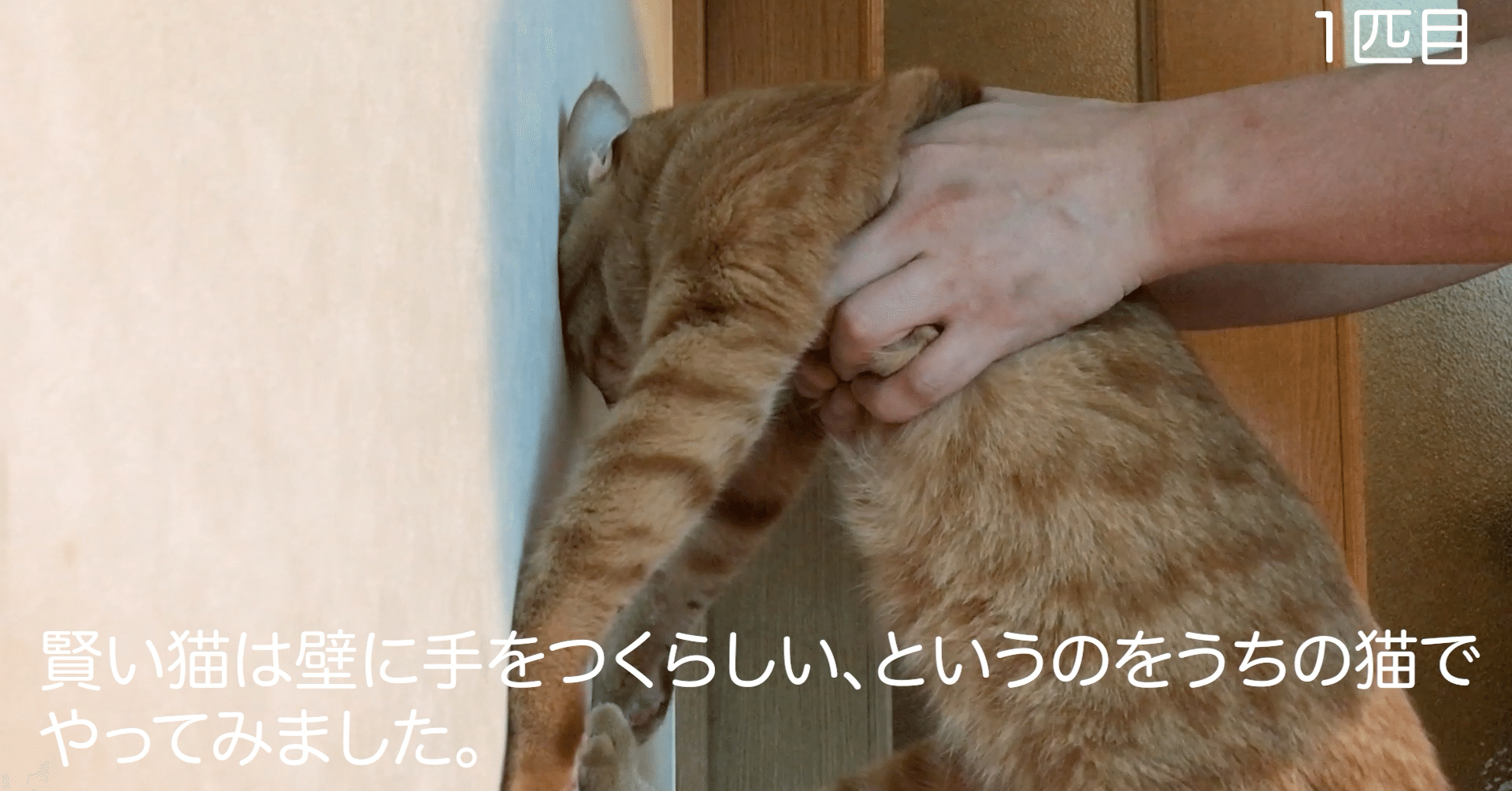 賢い猫は壁に手をつくらしい Nakada Shugo Note