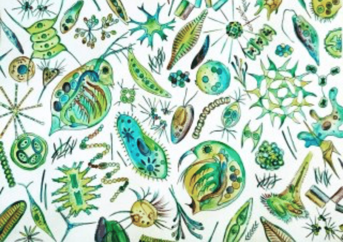 レギュラー、ハイオク、ミドリムシ｜衒学おやじ・電磁郎の部屋