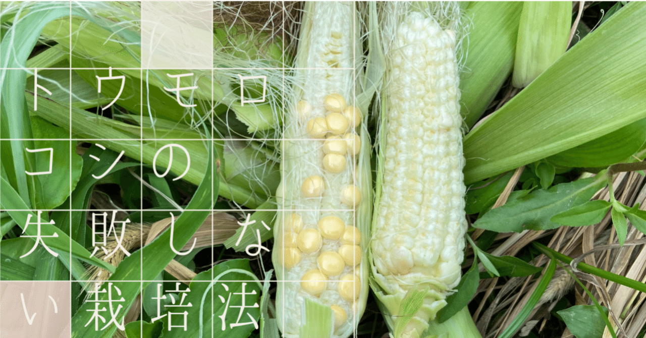 Vol 79 トウモロコシ栽培は難しい トウモロコシの失敗しない栽培方法 ころの庭 ー自然菜園とハーブとアロマー Note