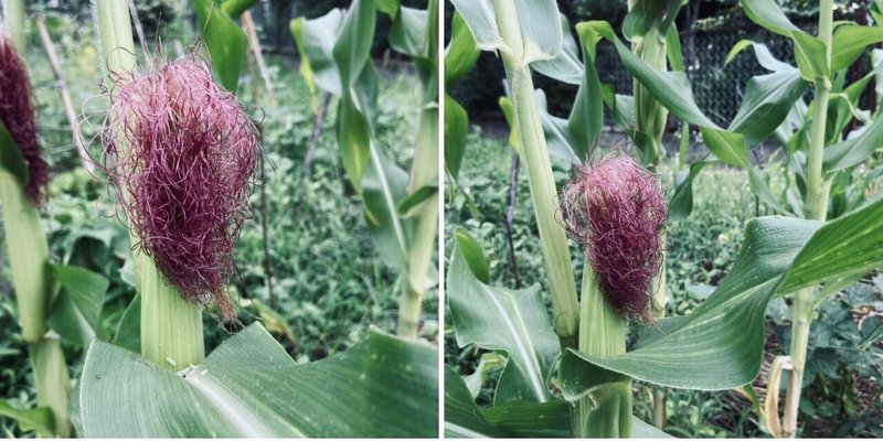 Vol 79 トウモロコシ栽培は難しい トウモロコシの失敗しない栽培方法 ころの庭自然菜園ーハーブやアロマもー Note Vol 79 トウモロコシ栽培は難しい トウモロコシの失敗しない栽培方法 ころの庭自然菜園ーハーブやアロマもー Note