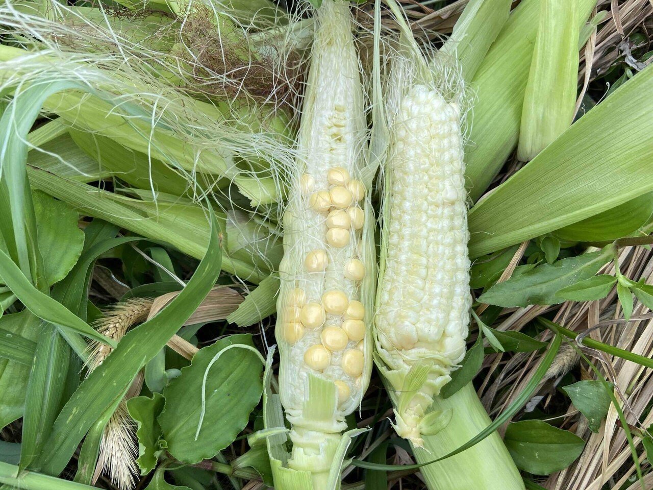 Vol 79 トウモロコシ栽培は難しい トウモロコシの失敗しない栽培方法 ころのにわ 自然菜園 Note Vol 79 トウモロコシ栽培は難しい トウモロコシの失敗しない栽培方法 ころのにわ 自然菜園 Note