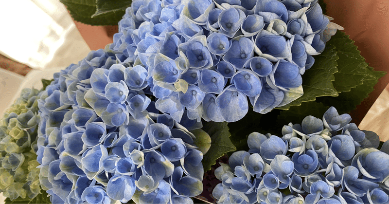 芸人 キャッチコピー Maho Note