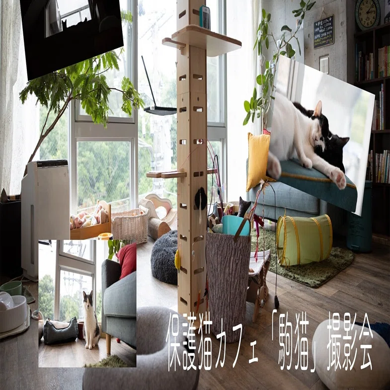9 12 日 保護猫カフェ 駒猫 撮影会 金森玲奈 Note