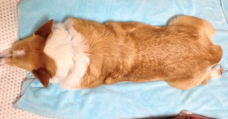 意外と知らない犬のこと コーギー編 松井沙帆 Note