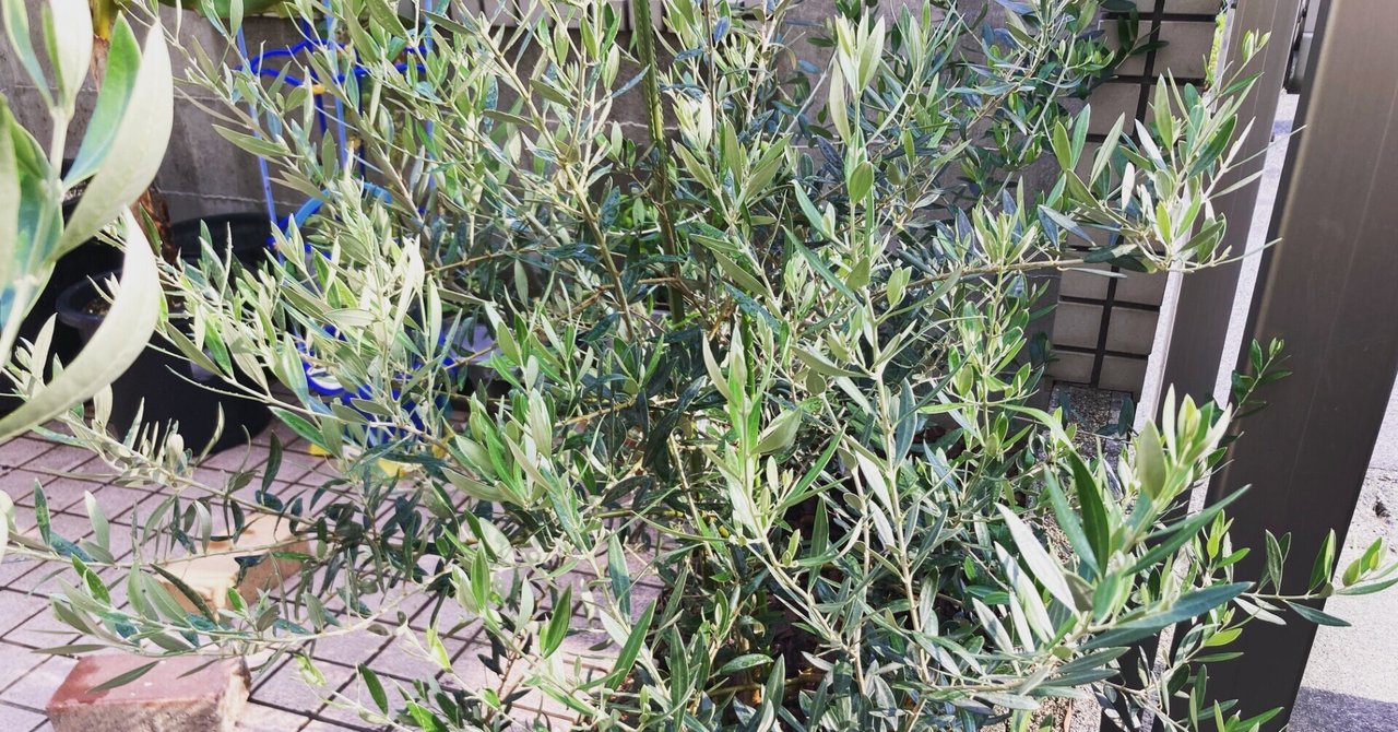 オリーブの地植えしたら鉢植えと比べて成長スピードが早すぎる オリーブ農家の日常 Note