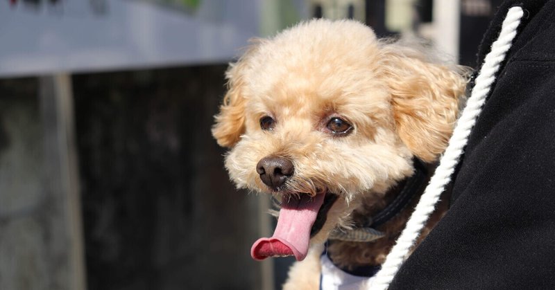犬アレルギーなのにトイプードルと暮らす私 あゆ Note 犬アレルギーなのにトイプードルと暮らす私 あゆ Note