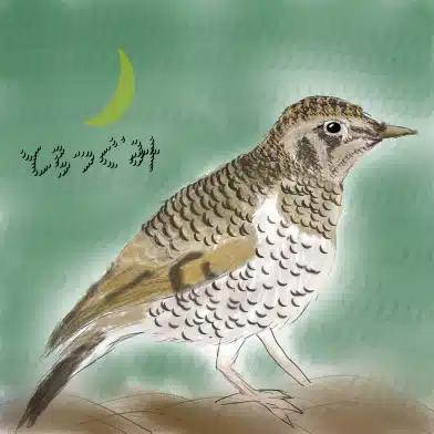 とらつぐみ(鵺)