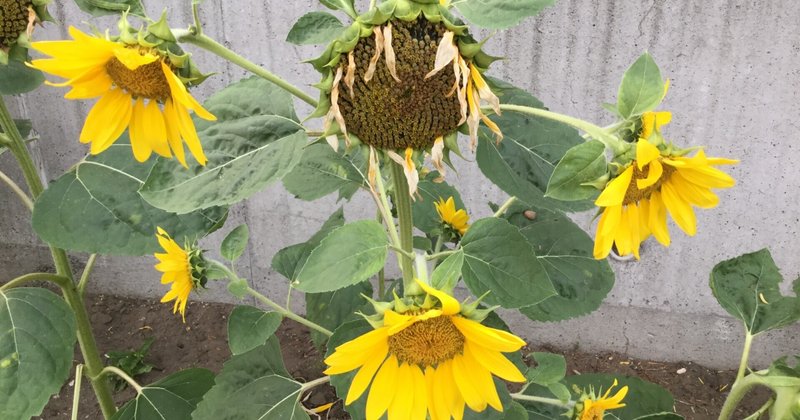 魅世物小屋が、もうない…