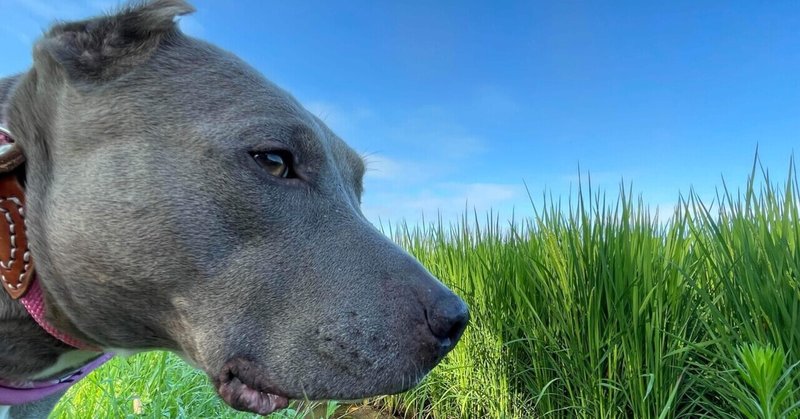 大型犬のいる生活 の新着タグ記事一覧 Note つくる つながる とどける