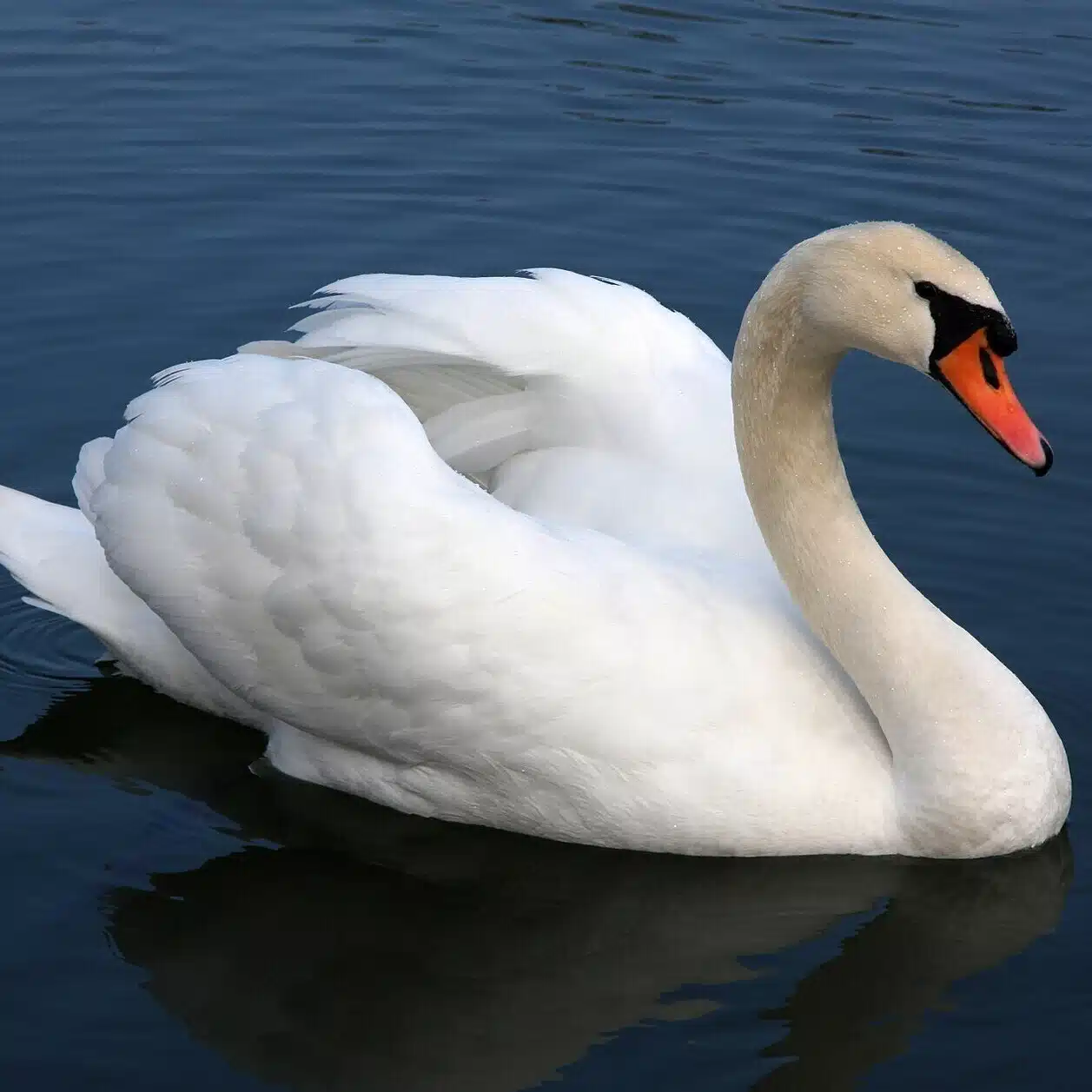Dr. Nahomi Swan