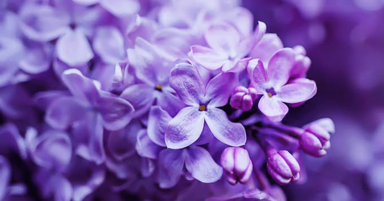 ライラックの花言葉は 恋の芽生え 初恋 らしいです きゅん Suganola Note