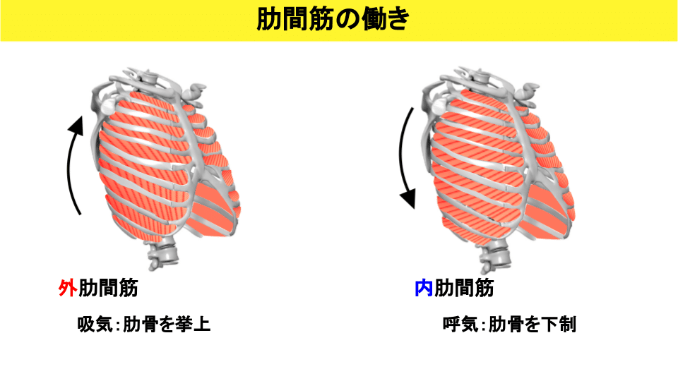 肋間筋の評価