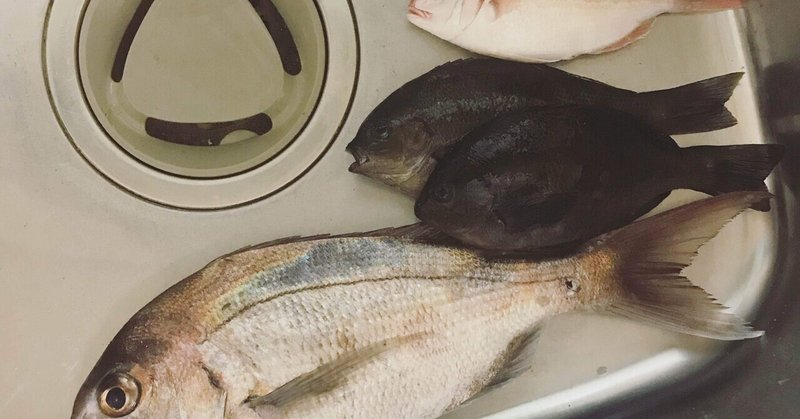 魚を捌くのは 気力と体力のある時に Risa Tahara Note 魚を捌くのは 気力と体力のある時に Risa Tahara Note