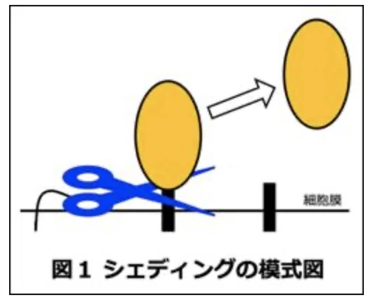 スクリーンショット 2021-07-25 1.41.38