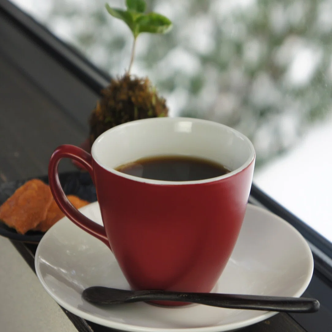 コーヒーの木を育てよう 金澤屋流お家カフェvol 47 お松 金澤屋珈琲店 Note