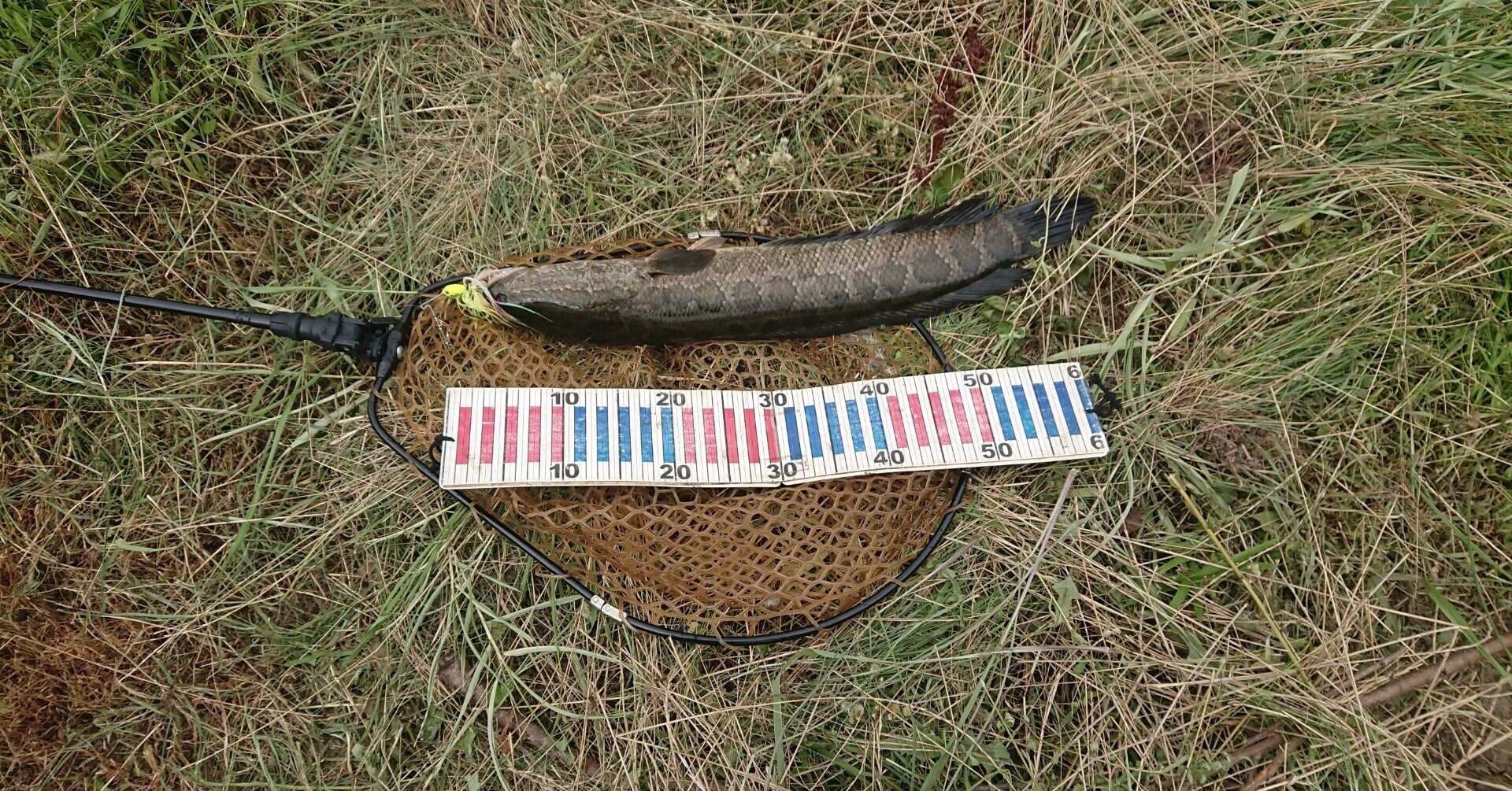 バス釣り 佐賀クリークはライギョだらけ ひろみ笑店 Note バス釣り 佐賀クリークはライギョだらけ ひろみ笑店 Note