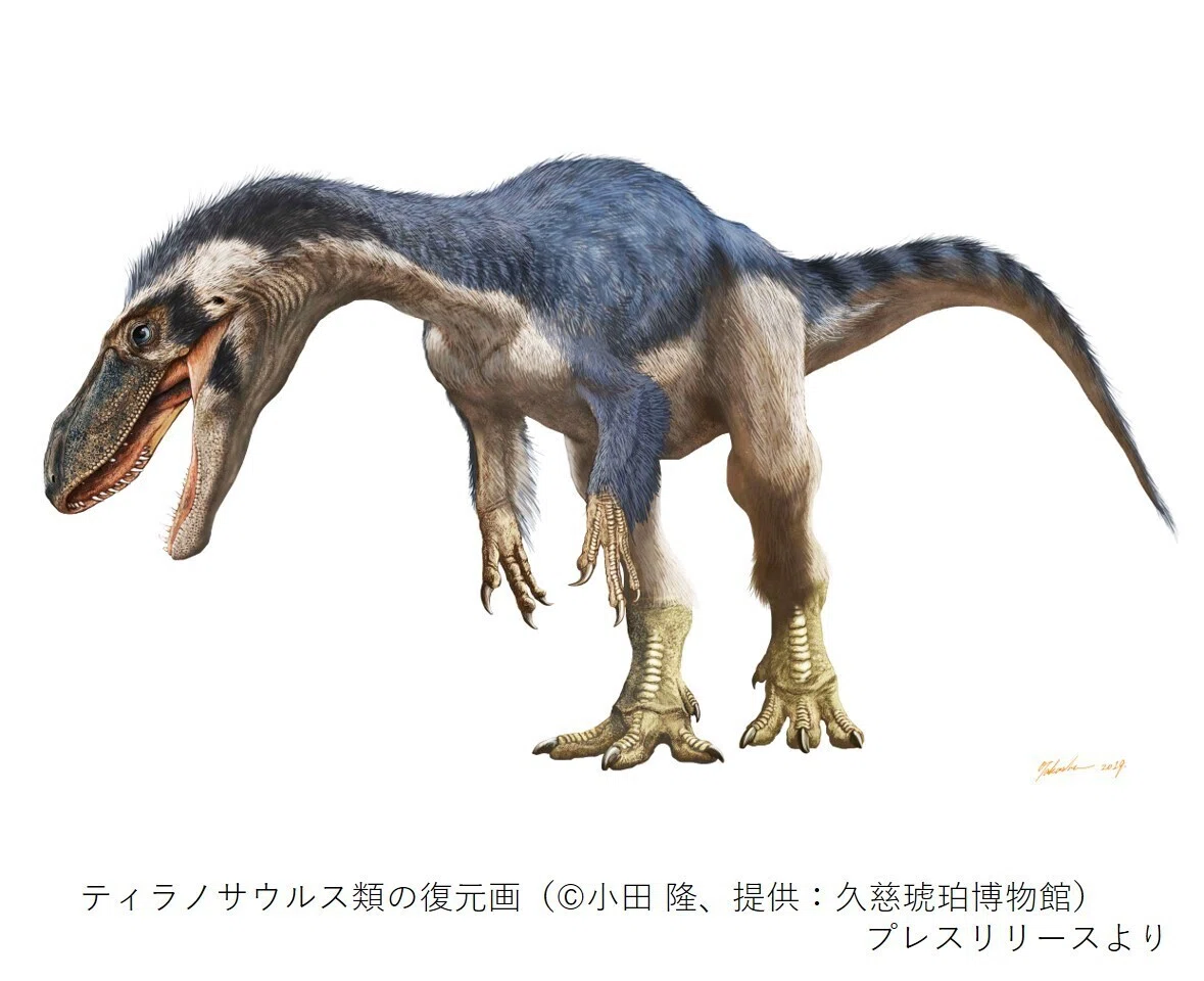 恐竜の卵 1億年前の天然化石｜コレクション