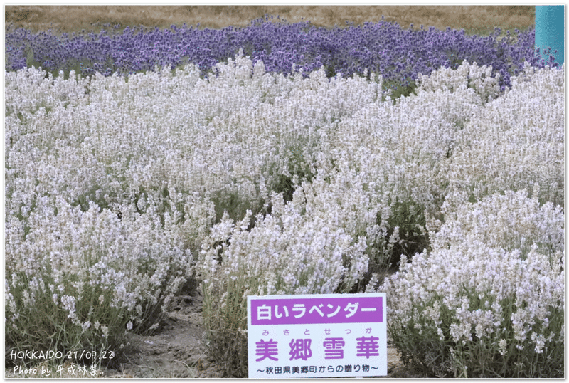 富良野ラベンダーを学ぶ 品種編 エフゲニーマエダ 平成林業 Note 富良野ラベンダーを学ぶ 品種編 エフゲニーマエダ 平成林業 Note