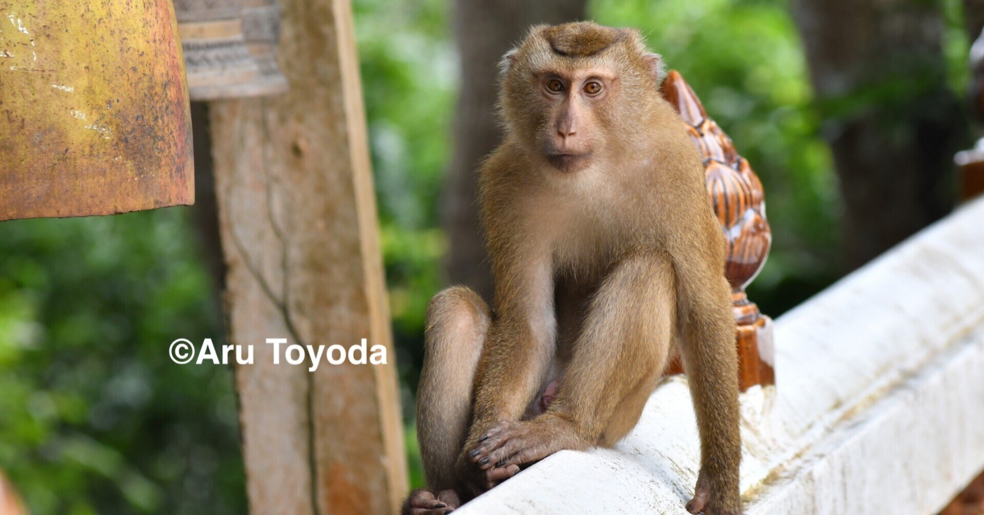 タイサル 第18話 南部調査その Puckerを拝みに キタブタオザル編 豊田有 霊長類研究 タイ王国 Note タイサル 第18話 南部調査その Puckerを拝みに キタブタオザル編 豊田有 霊長類研究 タイ王国 Note