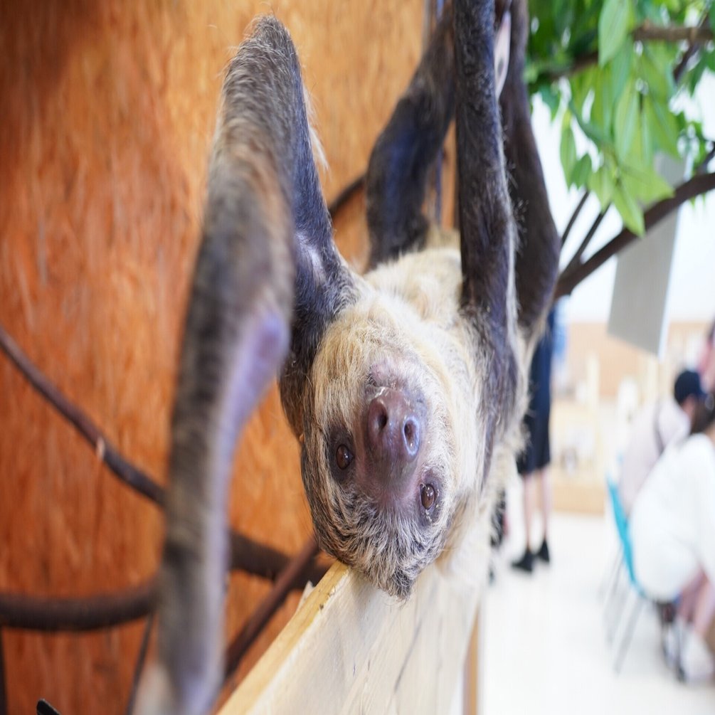 ナマケモノ物語 其の淕 愛が引き寄せた奇跡 Max 神アニメ研究家 道楽舎 Note