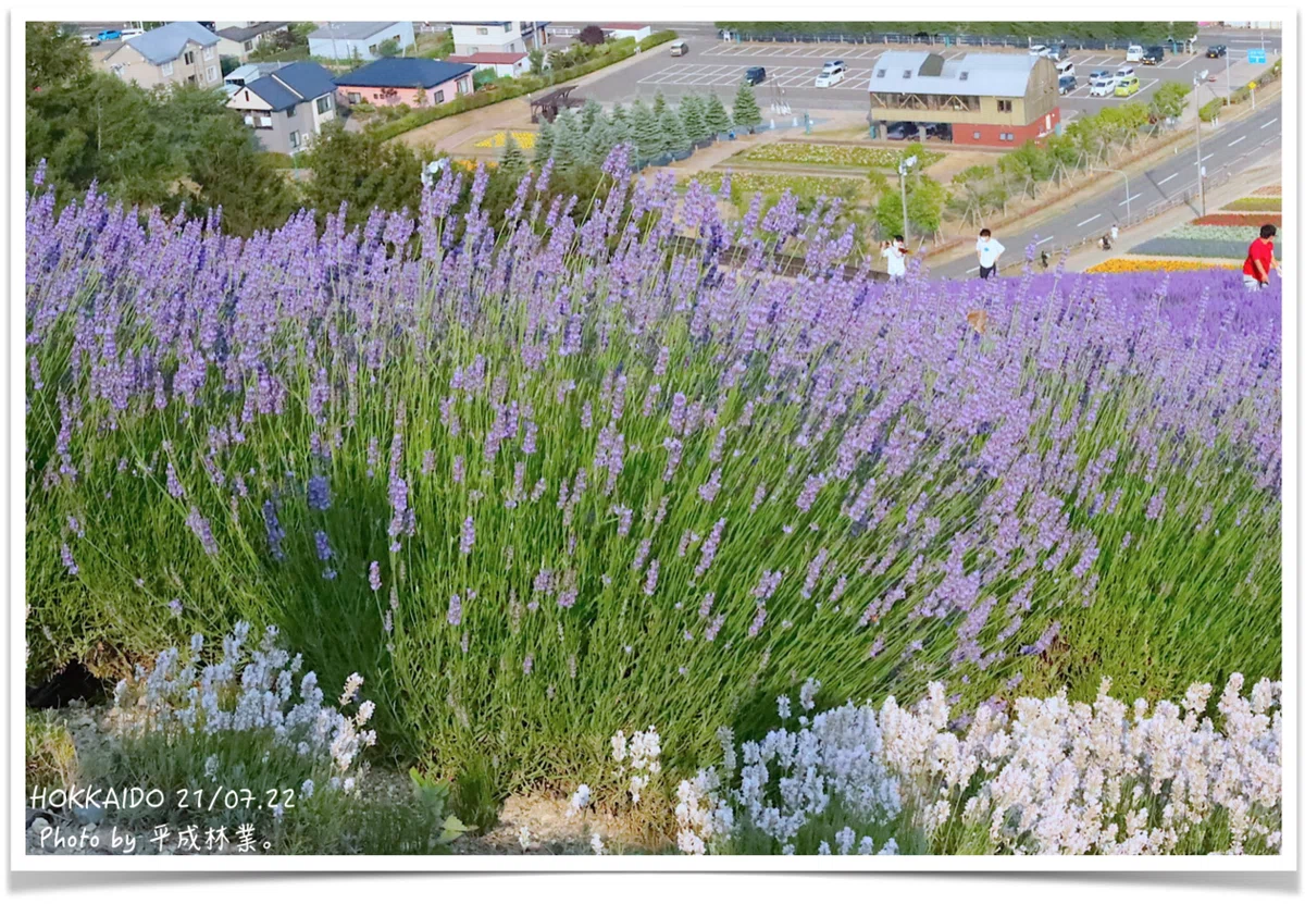 富良野ラベンダーを学ぶ【品種編】｜エフゲニーマエダ（平成林業。）
