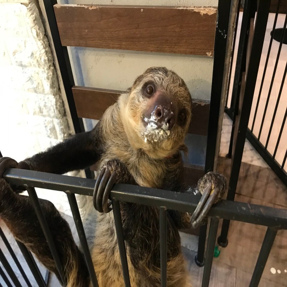 ナマケモノ物語 其の淕 愛が引き寄せた奇跡 Max 神アニメ研究家 道楽舎 Note