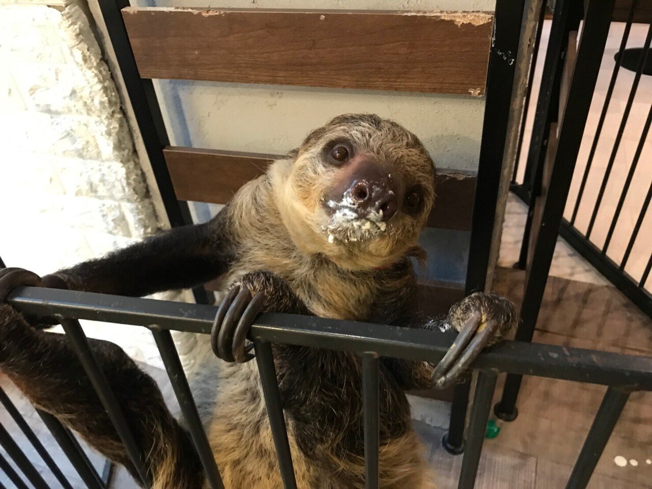 ナマケモノ物語 其の淕 愛が引き寄せた奇跡 Max 神アニメ研究家 道楽舎 Note ナマケモノ物語 其の淕 愛が引き寄せた奇跡 Max 神アニメ研究家 道楽舎 Note