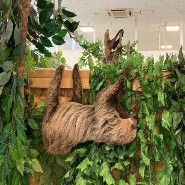 ナマケモノ物語 其の淕 愛が引き寄せた奇跡 Max 神アニメ研究家 道楽舎 Note