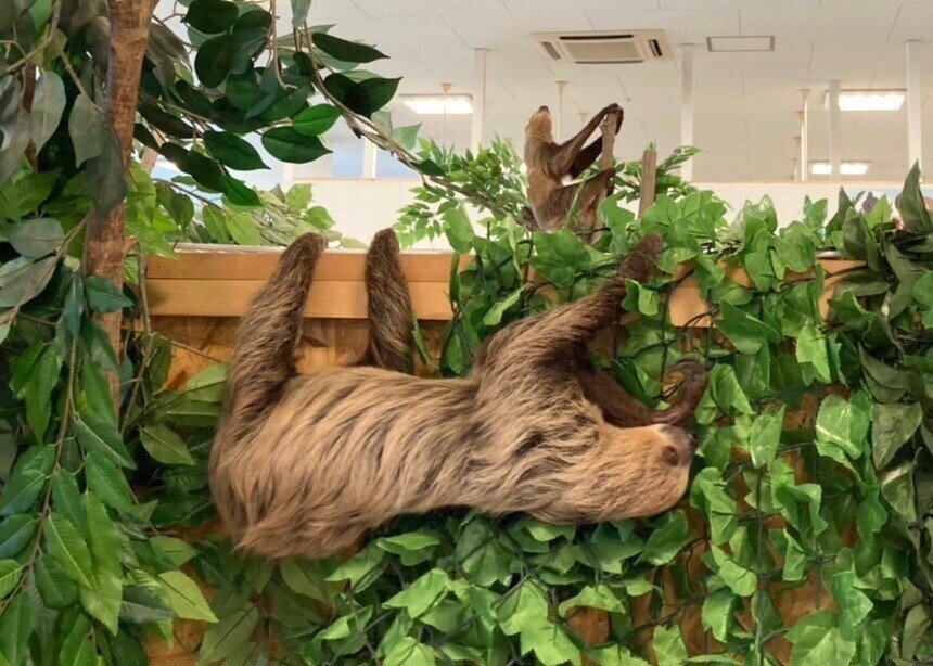 ナマケモノ物語 其の淕 愛が引き寄せた奇跡 Max 神アニメ研究家 道楽舎 Note ナマケモノ物語 其の淕 愛が引き寄せた奇跡 Max 神アニメ研究家 道楽舎 Note