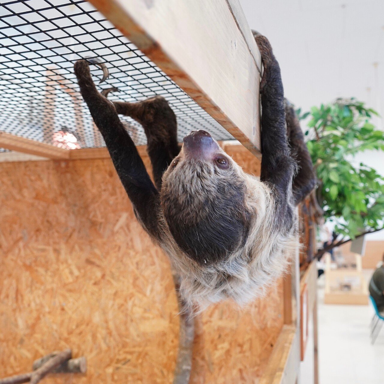 ナマケモノ物語 其の淕 愛が引き寄せた奇跡 Max 神アニメ研究家 道楽舎 Note ナマケモノ物語 其の淕 愛が引き寄せた奇跡 Max 神アニメ研究家 道楽舎 Note