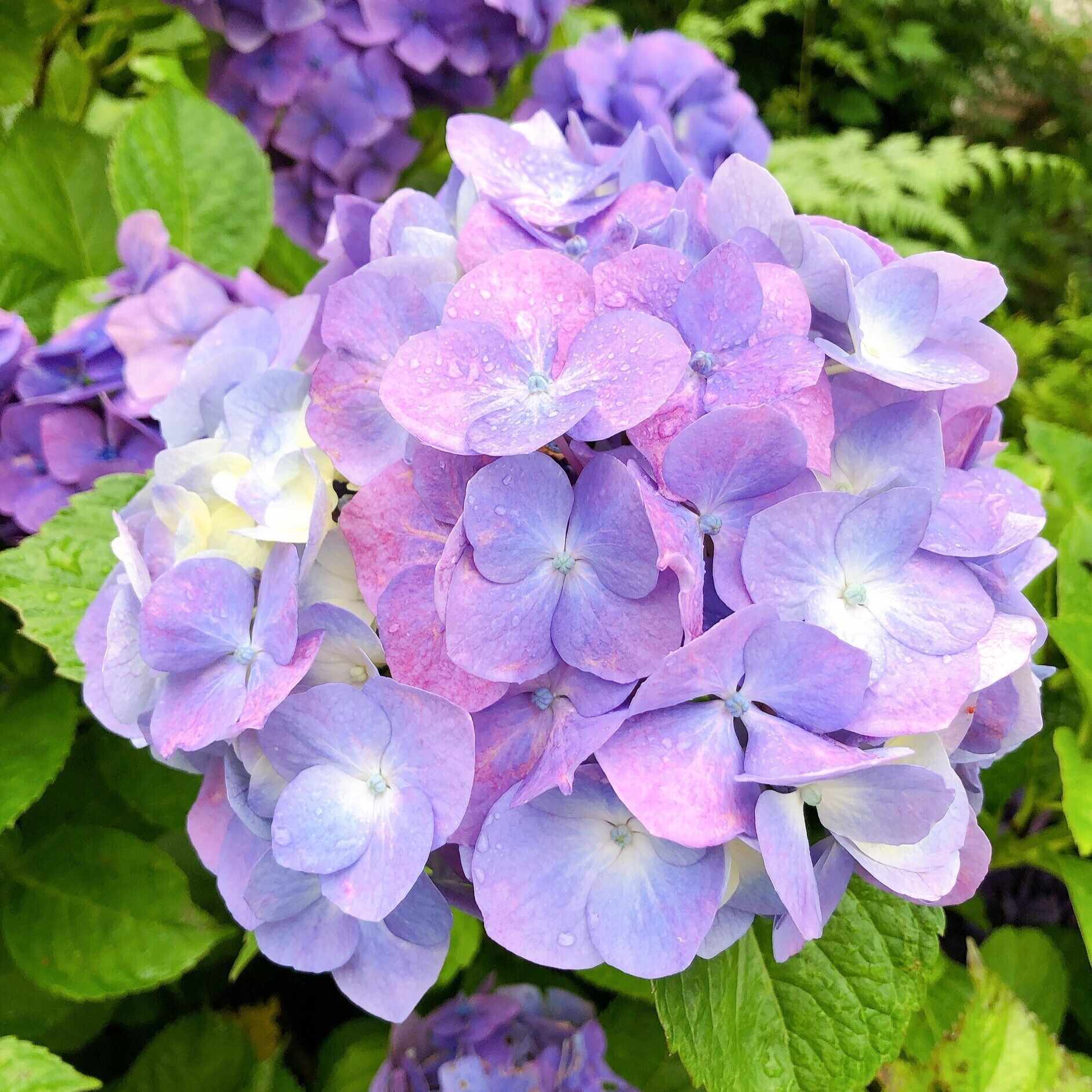夢喰い 夜 Note