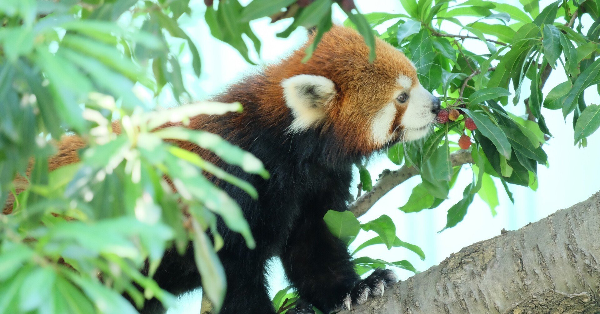 レッサーパンダが絶滅しそうな理由 ふもと Note レッサーパンダが絶滅しそうな理由 ふもと Note