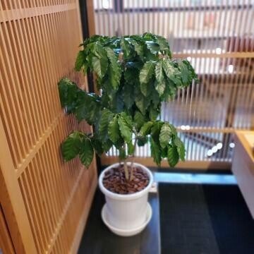 コーヒーの木の家族を増やそう クローン大作戦 挿し木のススメ 金澤屋流お家カフェvol 48 お松 金澤屋珈琲店 Note