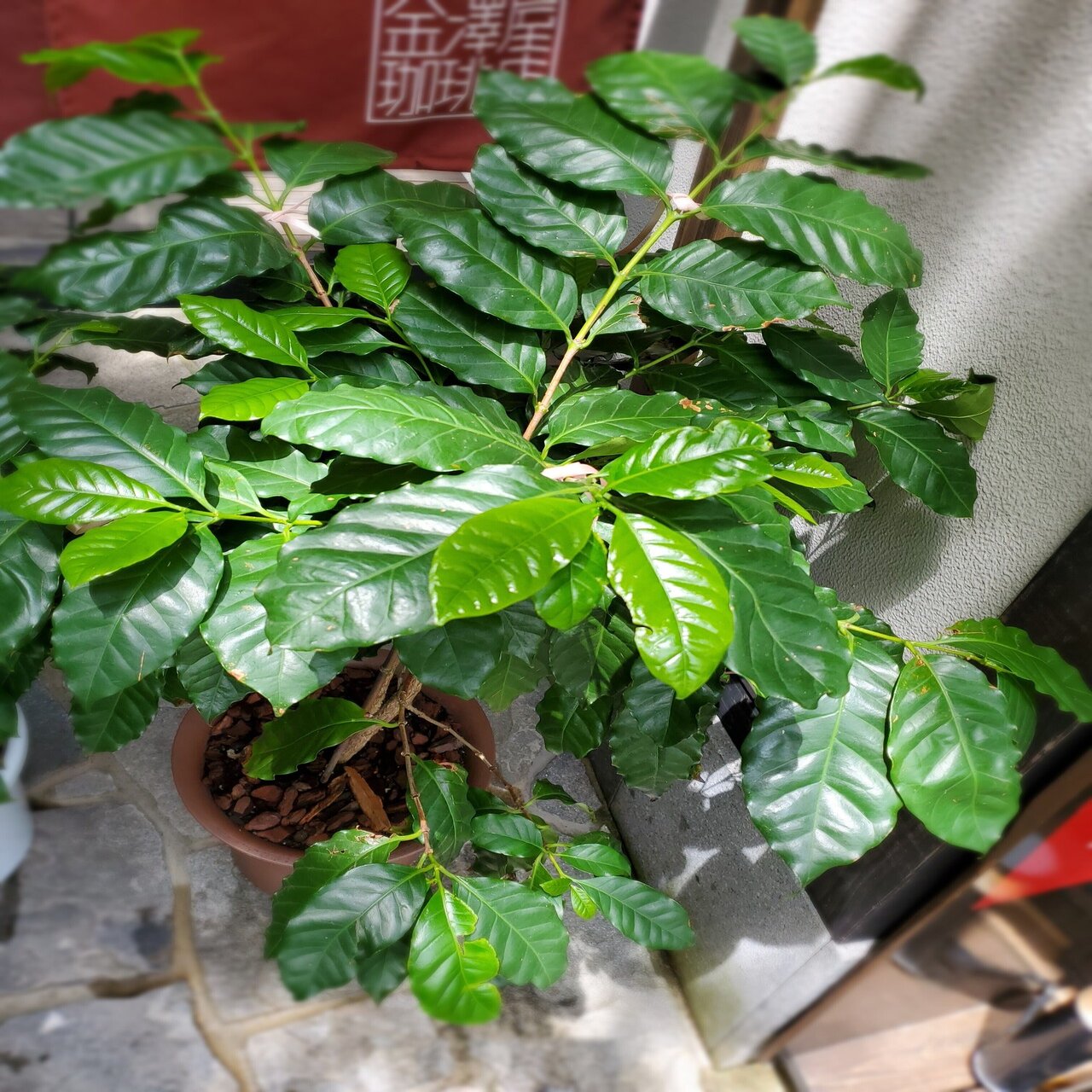 コーヒーの木の家族を増やそう！クローン大作戦！挿し木のススメ｜金澤