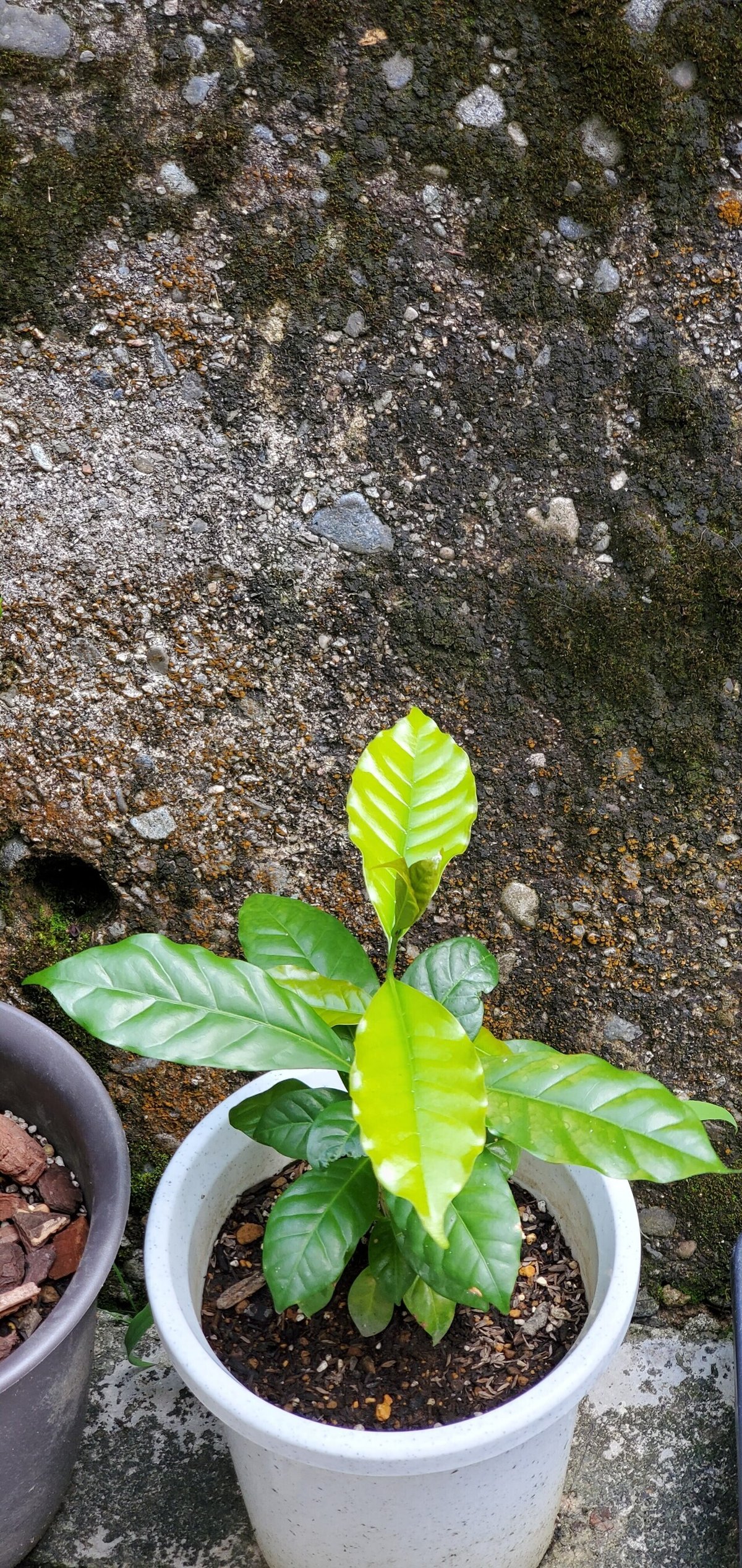 自家栽培のコーヒーの実を自家焙煎するまでもう少し】コーヒーの木