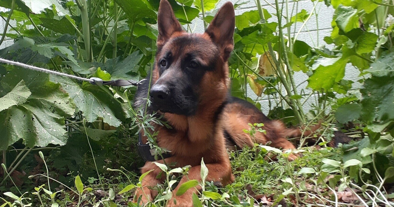 探知犬 黒猫ぁぃ W ノ Note 探知犬 黒猫ぁぃ W ノ Note