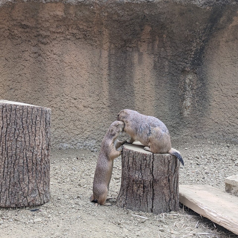 たくさん歩く 東山動植物園5 かっこいい 175 やん 矢野達也 Note