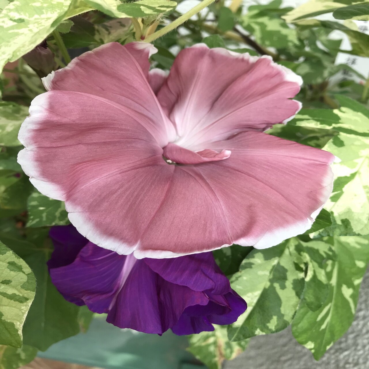 朝顔 楽天市場】サマーギフト 花 プレゼント 昼顔 昼咲くあさがお マジック