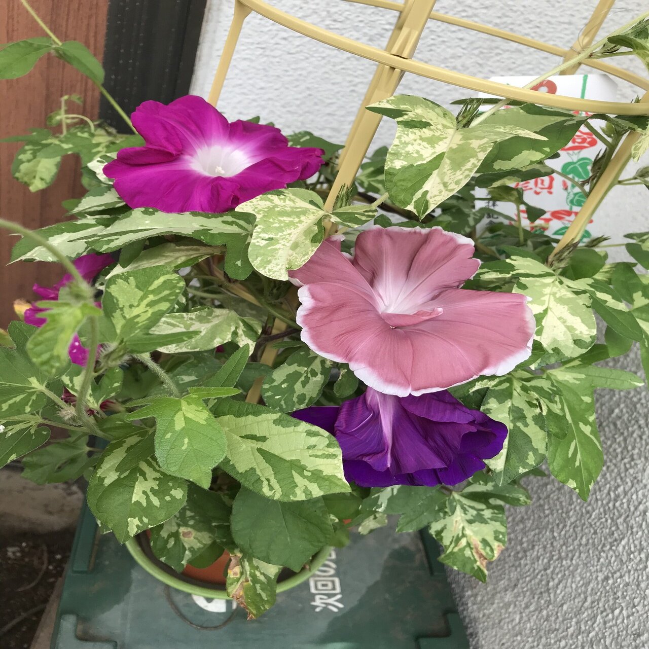 朝顔日記2020年と2021年｜雲州鳩