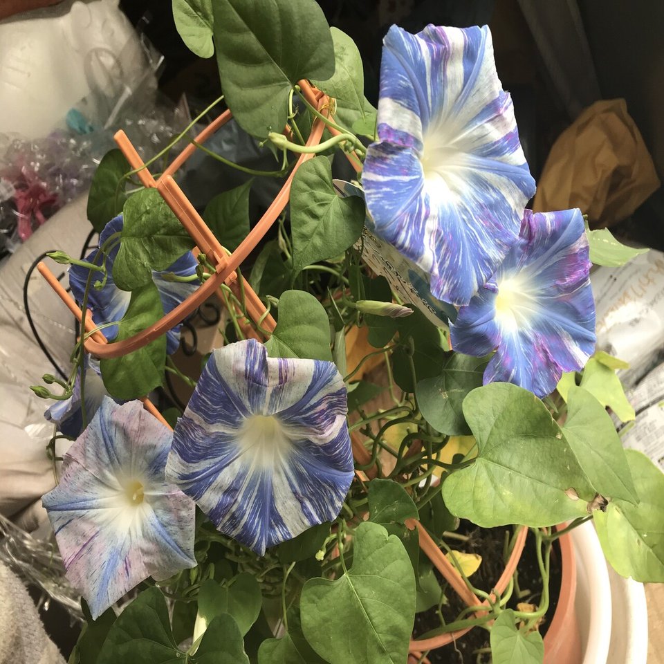 朝顔 楽天市場】サマーギフト 花 プレゼント 昼顔 昼咲くあさがお マジック