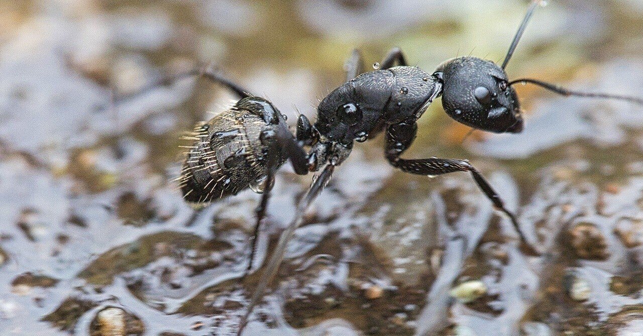 アリも戦争をするの 楽しく生きる 第３実験室 Note