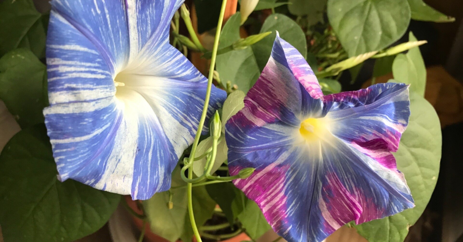 a5e953ff818a3c2d660e4b460578e1