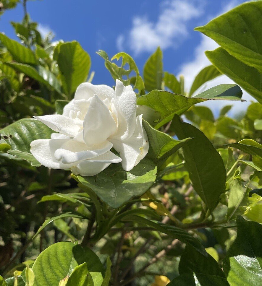 クチナシの白い花 は花自体の美しさよりも香りがよくて 鼻で感じる美しさなのだなぁ と思います かとうひろし Note クチナシの白い花 は花自体の美しさよりも香りがよくて 鼻で感じる美しさなのだなぁ と思います かとうひろし Note