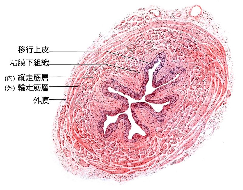 泌尿器系-52-尿管の構造-SQ-図