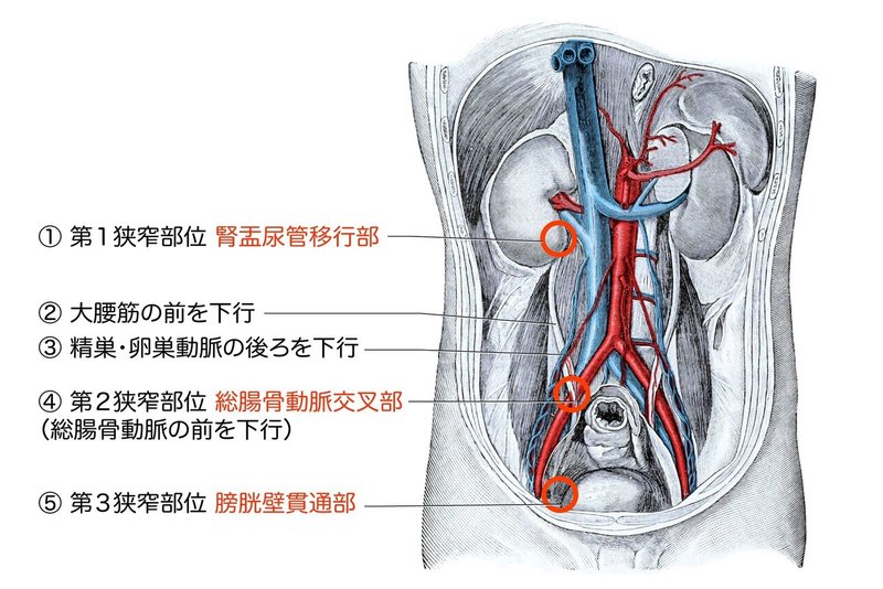 尿管の生理的狭搾部位