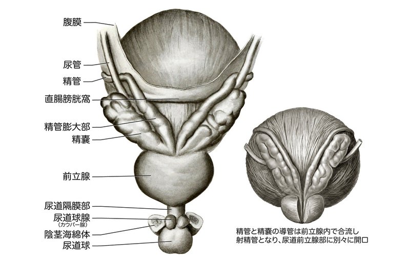 膀胱後面（前立腺・精嚢・精管膨大部）（男性）