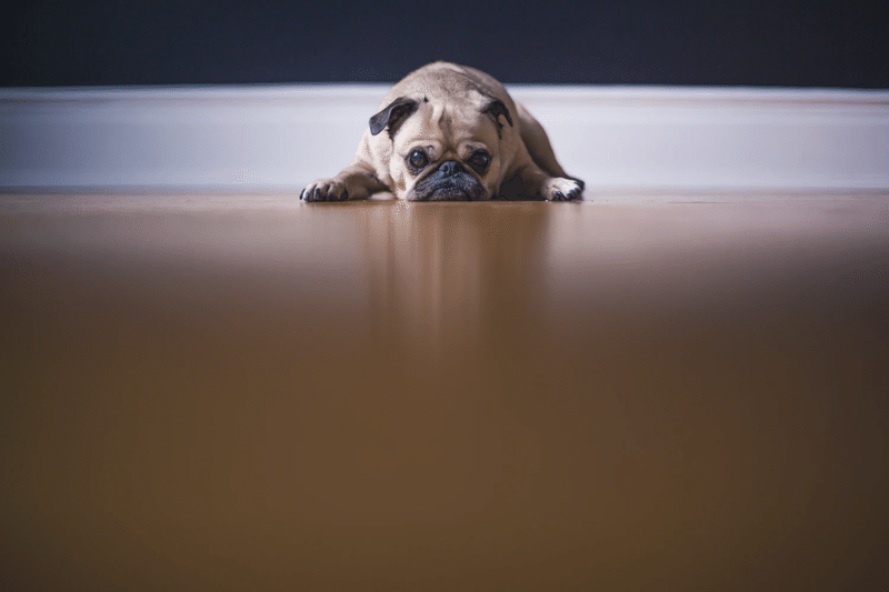 犬 我慢