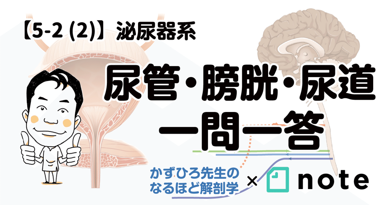5-2 (2)】泌尿器系 - 尿管・膀胱・尿道 一問一答|かずひろ先生 5-2 (2)】泌尿器系 - 尿管・膀胱・尿道 一問一答|かずひろ先生