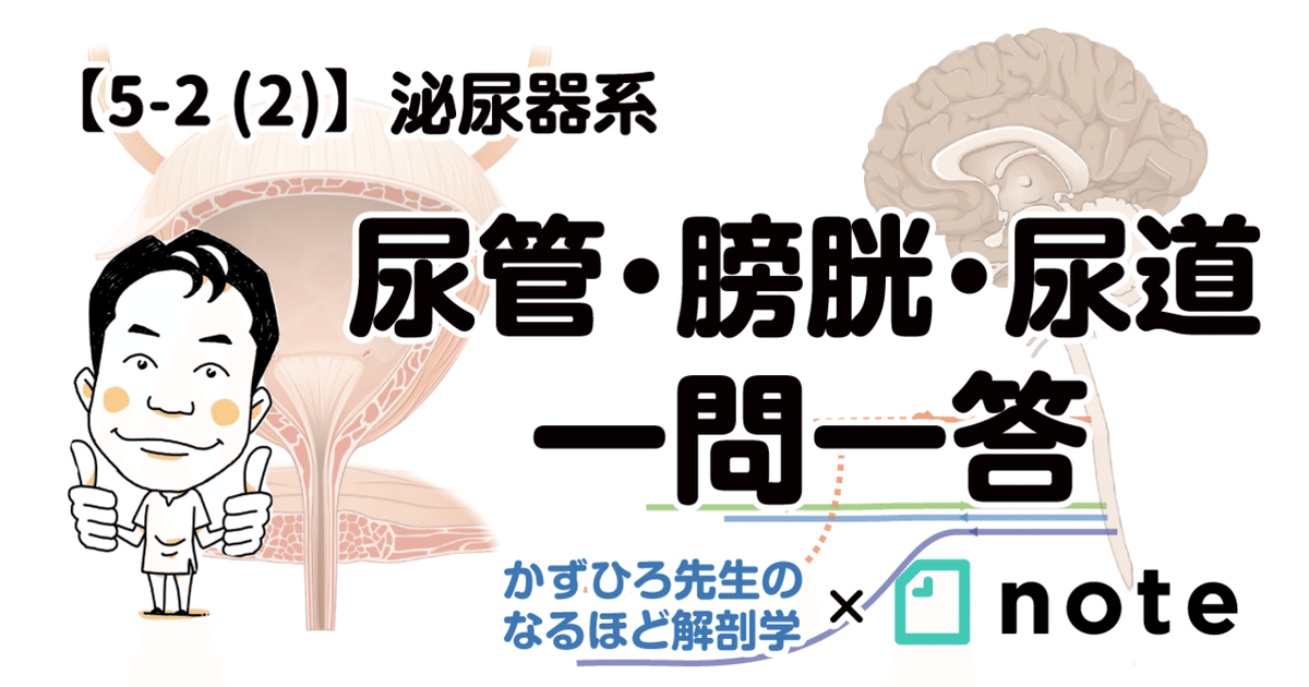 医師国試問題解説アプローチ 2010 3 |本 | 通販 | Amazon