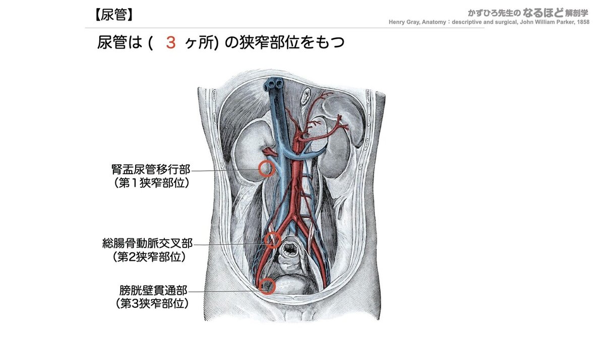 5-2 (2)】泌尿器系 - 尿管・膀胱・尿道 一問一答|かずひろ先生 5-2 (2)】泌尿器系 - 尿管・膀胱・尿道 一問一答|かずひろ先生